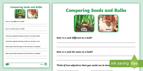 Parts of a Bulb Worksheet