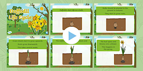Daffodil Life Stages Fact File Template