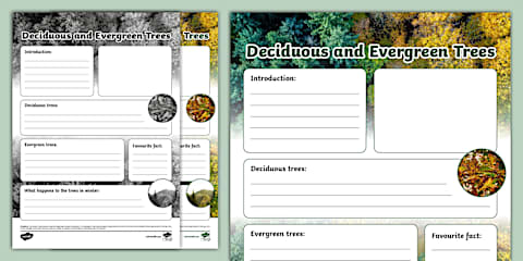 KS1 Deciduous and Evergreen Trees Fact File Template