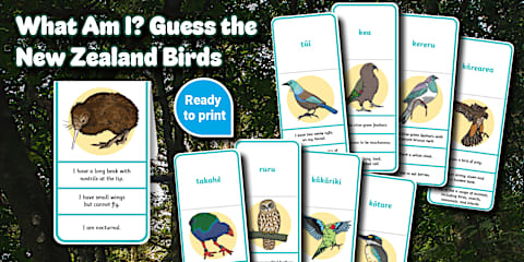 NZ Native Bird Colouring Pages Pack