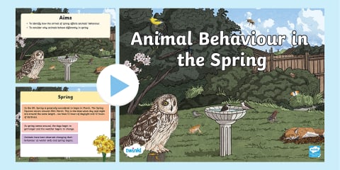 Spring Animal Fact Chart Spring Animals Facts and Photos PowerPoint