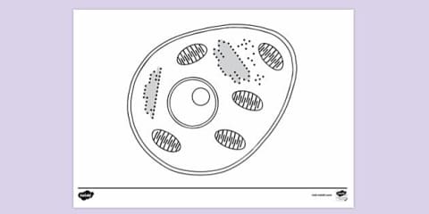 Animal Cell With Ribosome Colouring Sheet