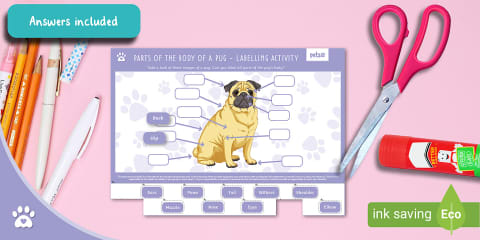 Pug - Breed Information Sheet