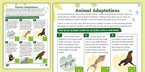 Animal Adaptations Display Photos