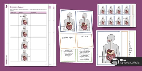 Digestive System Matching Worksheet
