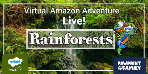 Rainforest Animals Fact Posters