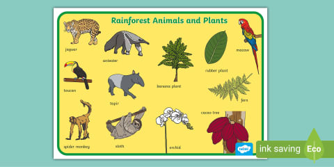Layers of the Rainforest Large Display Poster