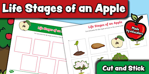 Prekindergarten Life Cycle of an Apple Cut and Paste Worksheet