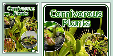 Create a Carnivorous Plant Worksheet