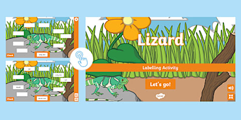Label the Lizard Differentiated Worksheet for K-2nd Grade