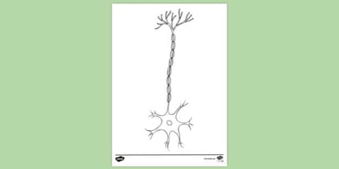 Motor Labelling Activity Neurone Labelling Activity