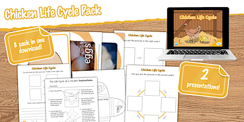 KS1 Life Cycle of a Chicken PowerPoint