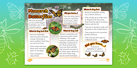 Monarch Butterfly Folding Life Stages Template