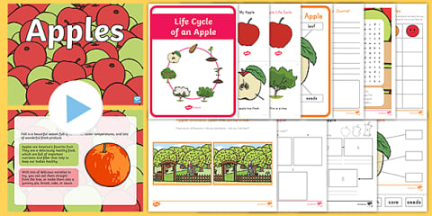 Prekindergarten Life Cycle of an Apple Cut and Paste Worksheet