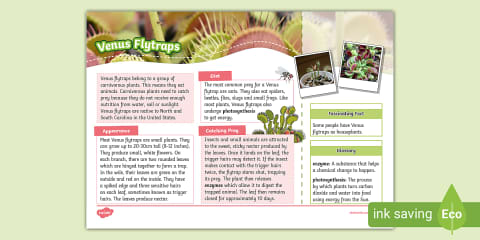 Finish the Venus Fly Trap Picture Worksheet