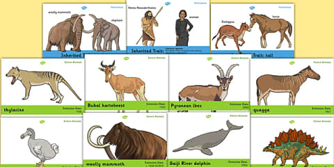 Disctinct Extinct Extinct or Not Extinct Sorting Worksheet