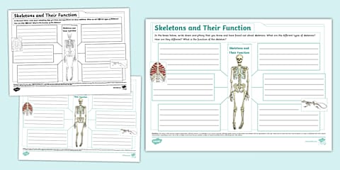 Functions of Skeleton Worksheet
