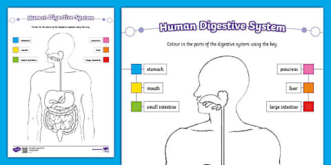 Human Digestive System Labeling Worksheet for 3rd-5th Grade