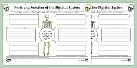 Skeleton For Map Skeletons and Their Function Mind Map
