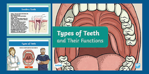 Inside a Tooth Labeling Worksheet for 3rd-5th Grade