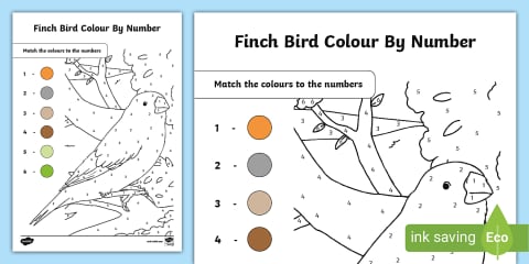 Fantail Bird Colour by Number