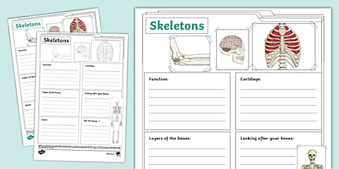 Human Skeleton Labeling and Questions Worksheet for 3rd-5th Grade