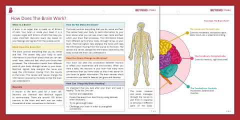 Parts of the Brain Poster for 3rd-5th Grade