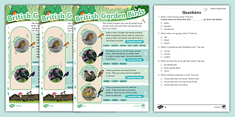 KS2 All about Garden Birds Reading Comprehension Activity