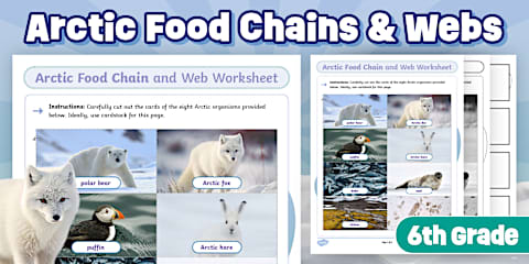 Arctic Food Chain and Food Web Activity