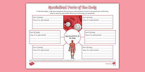 Functions of Our Body Parts Mind Map