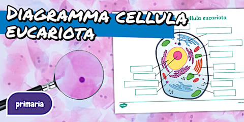 Poster: La cellula animale e vegetale