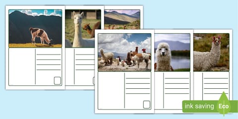 Parts of the Body of an Alpaca - Display Poster