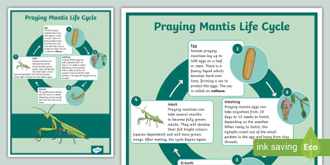 Insect and Human Life Cycle Comparison Mind Map