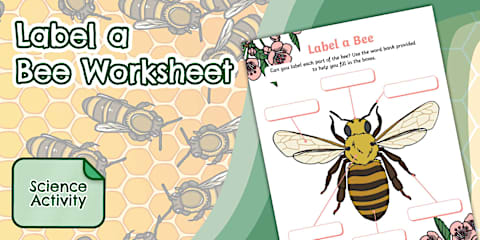 Bee Diagram Pack