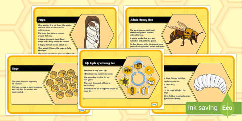 Honey Bee Folding Life Stages Template