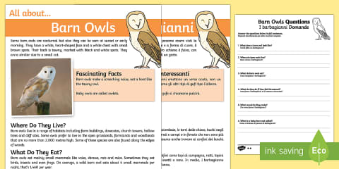 KS1 All About Barn Owls Reading Comprehension Activity