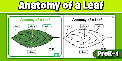 Parts of a Leaf Poster