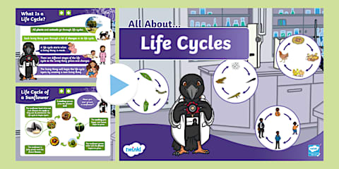 KS1 Spring Life Cycle Activity Sheet