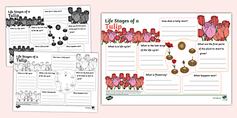 Daffodil Folding Life Stages Template