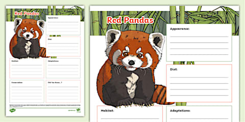 Describe the Red Panda Writing Worksheet