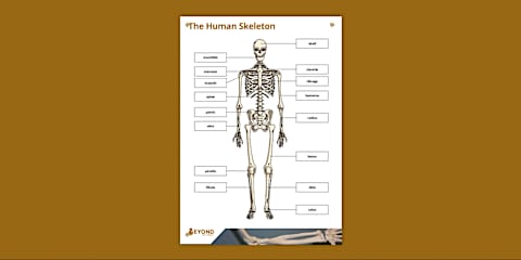 Human Skeleton AR Resource Pack