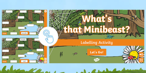 Minibeasts Shadow Matching Activity