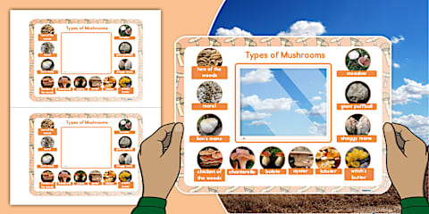 Portable Birds Identification Frame Viewer