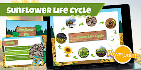 Sunflower Life Stages Diorama Craft