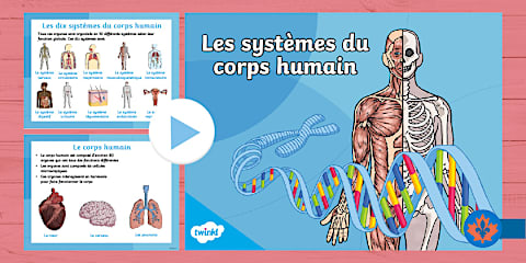 Human Body Systems Labelling Activity French