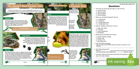 Pet Care of a Cat Differentiated Reading Comprehension Activity