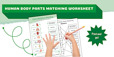 Human Body Chart Labelling Activity