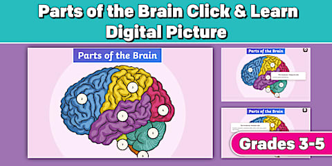 Parts of the Brain Labelling Activity