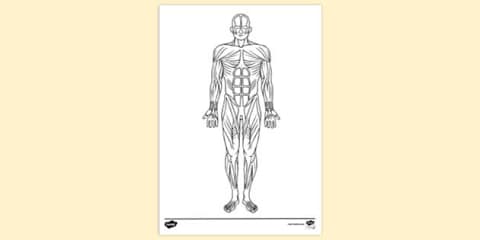 Human Muscular System Interactive Labelling Activity