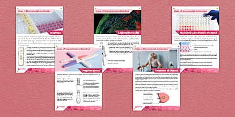 GCSE Monoclonal Antibodies Practice Exam Questions